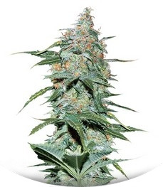 Amnesia Ryder Auto fem (World of Seeds)