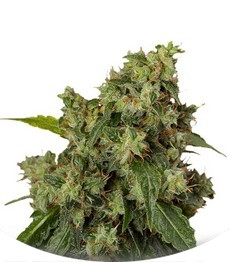 Auto Xtreme fem (Dutch Passion)