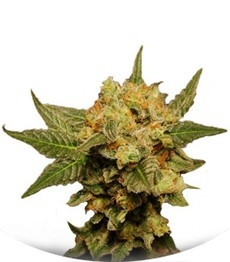 Big Band Max Auto fem (Kannabia Seeds)