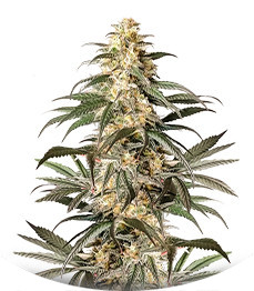 Black Lebanon fem (Dutch Passion)