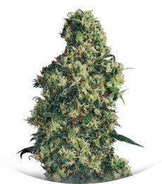 Dulce De Leche Auto fem (VIP seeds)