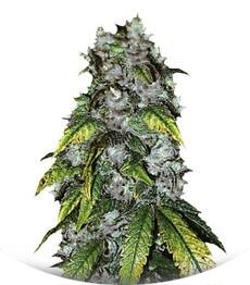 Good Wild Shark fem (Bulk Seed Bank)