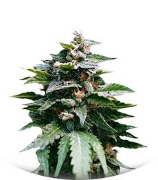 Karibeña (Karibbean Mango) fem (Kannabia Seeds)