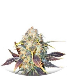 White Berry fem (Paradise Seeds)