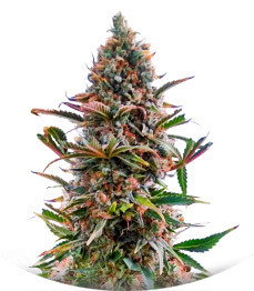 AK-47 fem (Amsterdam Seeds)