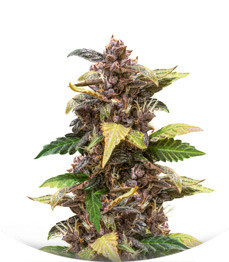 Auto Purple fem (Pyramid Seeds)