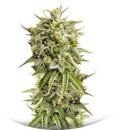 Bubba Kush Auto fem (Humboldt Seeds)