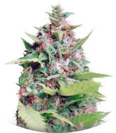 Kiss Dragon fem (Samsara Seeds)