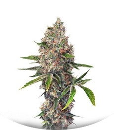 OG Kush fem (Dinafem Seeds)