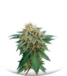 Shark Attack fem (Dinafem Seeds)