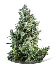White Bhutanese fem (Mandala Seeds)