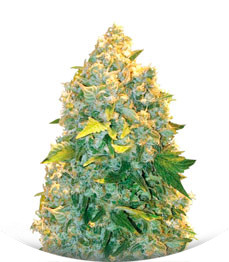 Auto Chronic Monster XXL (Auto Chronic XXL) fem (Victory Seeds)