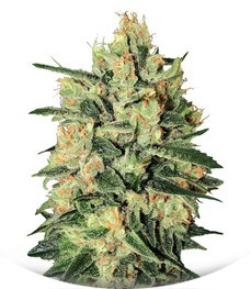 Durga Mata II CBD fem (Paradise Seeds)