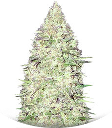 Maya Gold fem (Sumo Seeds)