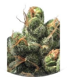 PG-13 regular (TH Seeds)