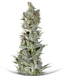 Critical Plus Auto fem (Trikoma Seeds)