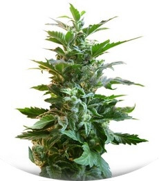 Easy Ryder auto fem (Joint Doctor)