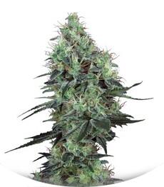 Electric Lemon G regular (TH Seeds)