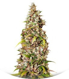 Monster fem (Eva Seeds)