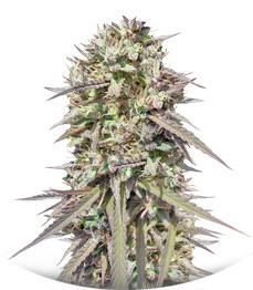 Purple Maroc fem (Female Seeds)