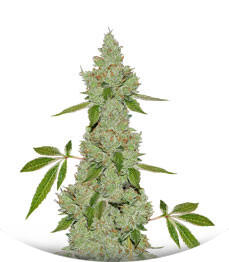 Sapphire Scout fem (Humboldt Seeds)