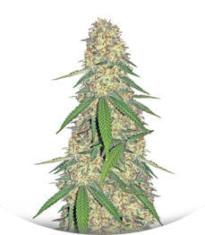 Super Glue fem (Anesia Seeds)