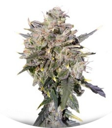 Buddha White Dwarf Auto fem (Buddha Seeds)