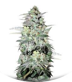 Mazar Extra fem (Bulk Seed Bank)