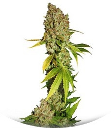 Mohan Ram fem (Sweet Seeds)