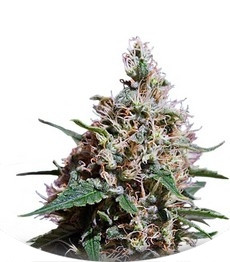 Peppermint Kush fem (Barney's Farm)