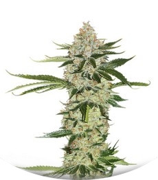 Underdawg Kush fem (TH Seeds)