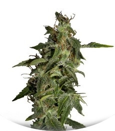 Afgooey fem (Strain Hunters)