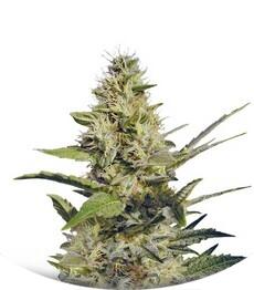 Chocolate Chunk regular (TH Seeds)