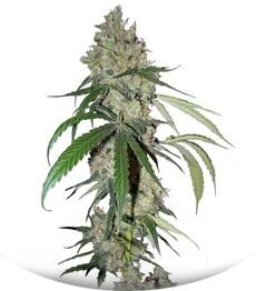 Chocolope fem (DNA Genetics)