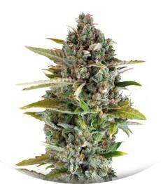 Critical Cheese fem (Dinafem Seeds)