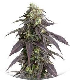 707 Headband fem (Humboldt Seeds)