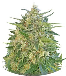 AK Full Auto fem (Sumo Seeds)