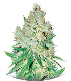 Cheese fem (Bulk Seed Bank)