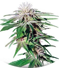 Night Shade fem (Barney's Farm)