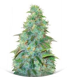 Auto Sweet Tooth fem (Bulk Seed Bank)