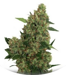 Chill-OM regular (Mandala Seeds)