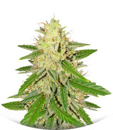 Runtz XL Auto fem (Sweet Seeds)