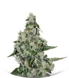 Ultra Sour Kush fem (TH Seeds)