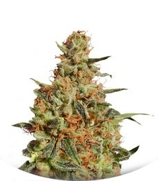White Domina fem (Kannabia Seeds)
