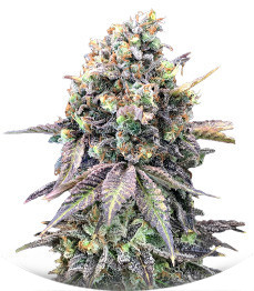 Purple Punch fem (00 Seeds)