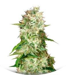 Auto Cheese fem (Bulk Seed Bank)