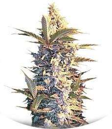 Auto East Ryder fem (Bulk Seed Bank)