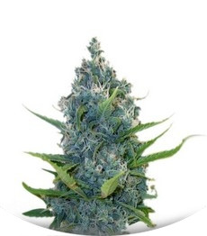 Exile fem (Serious Seeds)