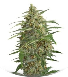 Moby Dick XXL Autoflowering fem (Dinafem Seeds)