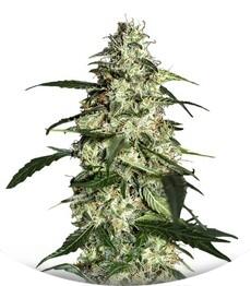 Skunk Auto fem (Strain Hunters)